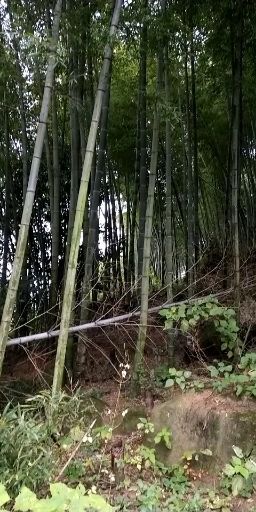 南丰县 天然食品竹笋