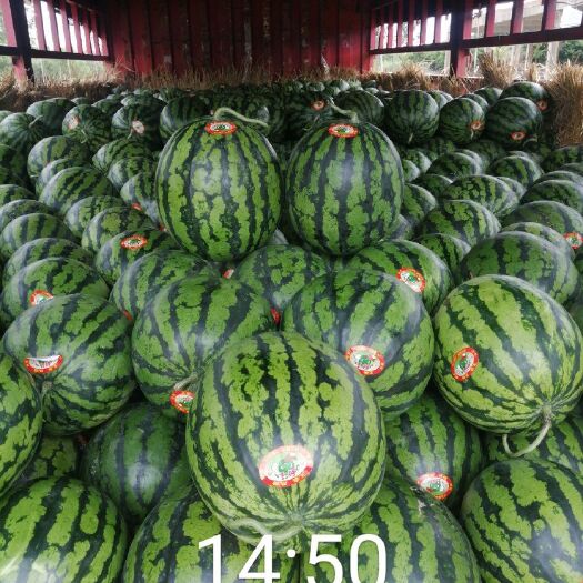 阳西县 西瓜大量上市
