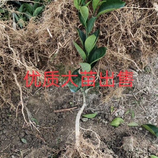 安远县 二十年专注培育赣南脐橙苗