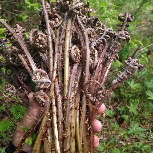 嘉荫县 伊春嘉荫纯绿色山野菜，大小山核桃树，最美的自然味道