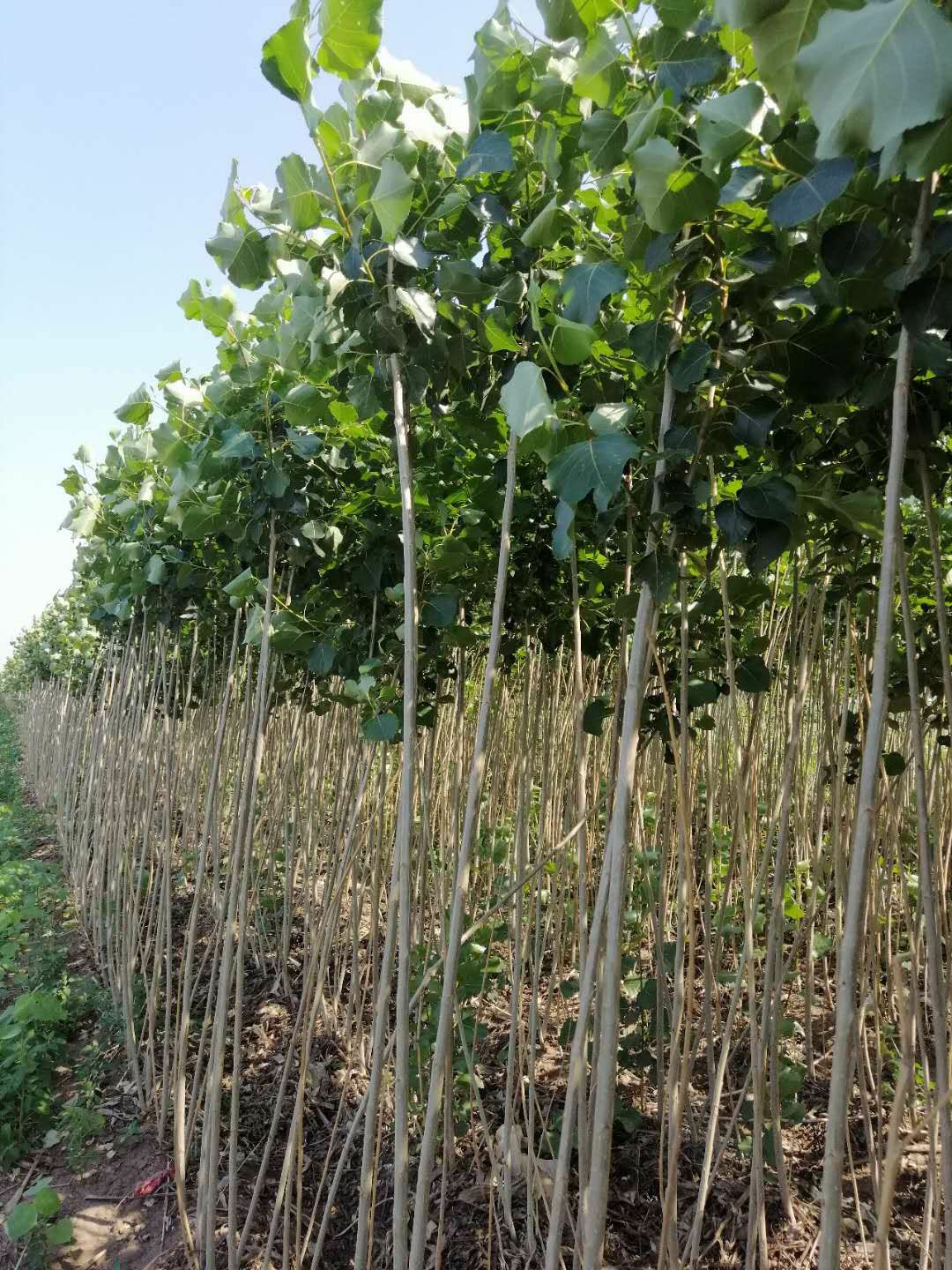 小城黑杨树苗 1年生，苗根，2年生，大量现货，自营，品种纯