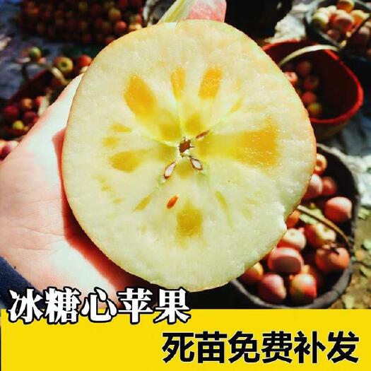 平邑县 冰糖心苹果苗 嫁接苗 阿克苏/盐源丑苹果 品质保真 死苗补发
