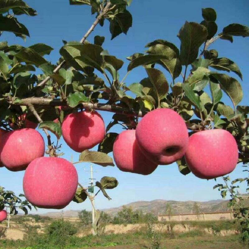  红富士苹果 纸加膜精品苹果85大果 冷库直发脆甜可一件代发