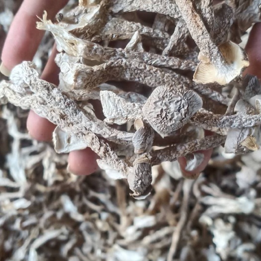 长沙 鹿茸菇大量现货菜谱拿走