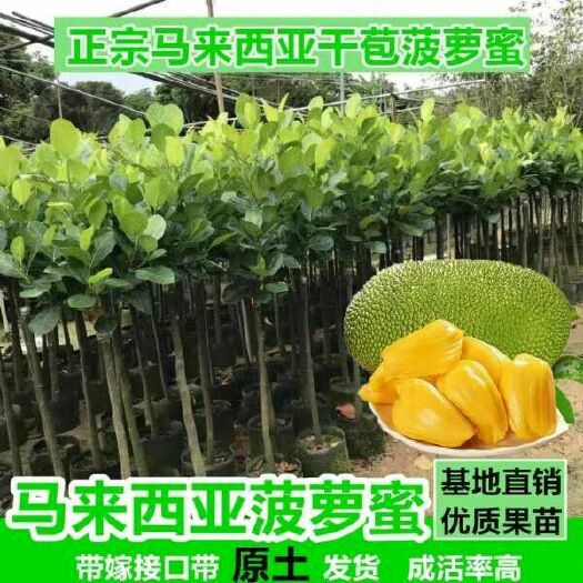 灵山县 菠萝蜜苗马来西亚1号黄肉菠萝蜜泰国红肉8号菠萝蜜嫁接树苗木