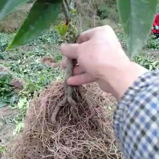 通道县粉红黑老虎苗  布福娜/黑老虎种苗