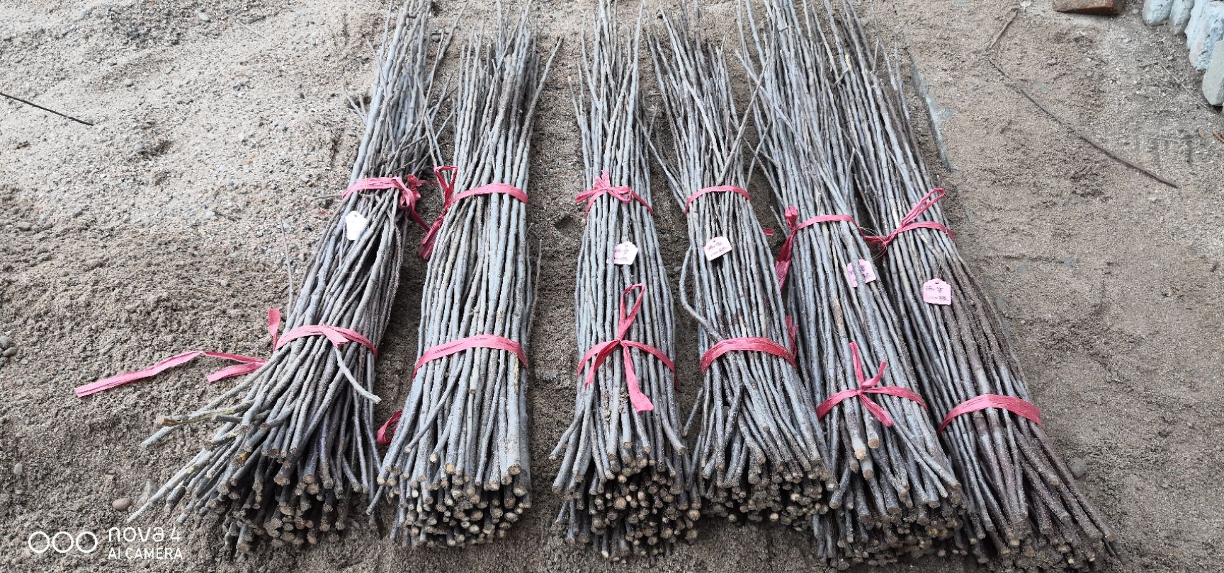 苹果接穗  【瑞雪】黄色新品种嫁接枝条