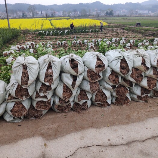 攸县油茶苗 热售中