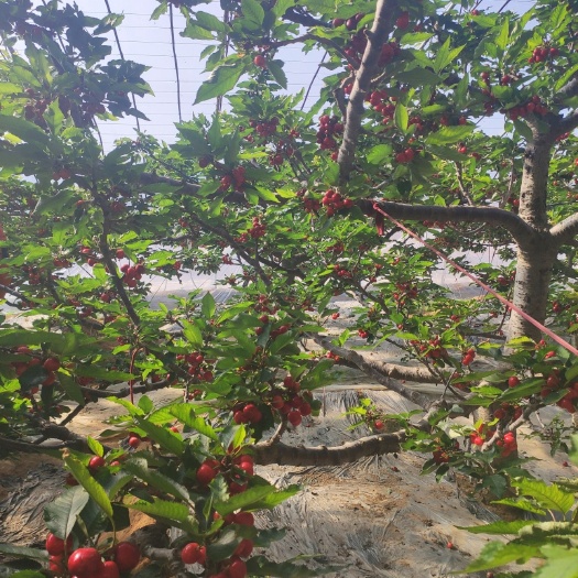 瓦房店市 大连美早大樱桃