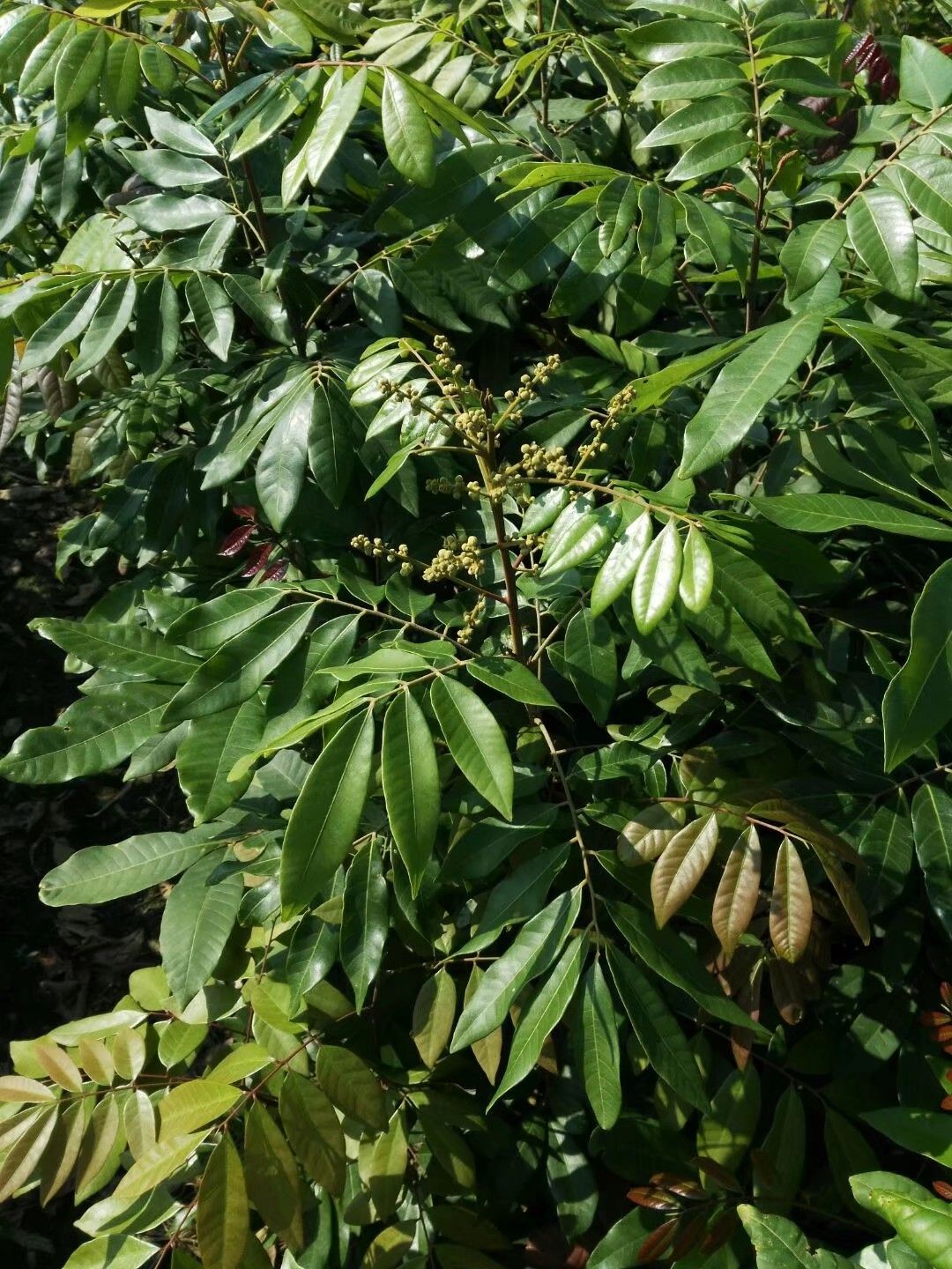 四季蜜龙眼苗  四季龙眼苗  四季开花结果