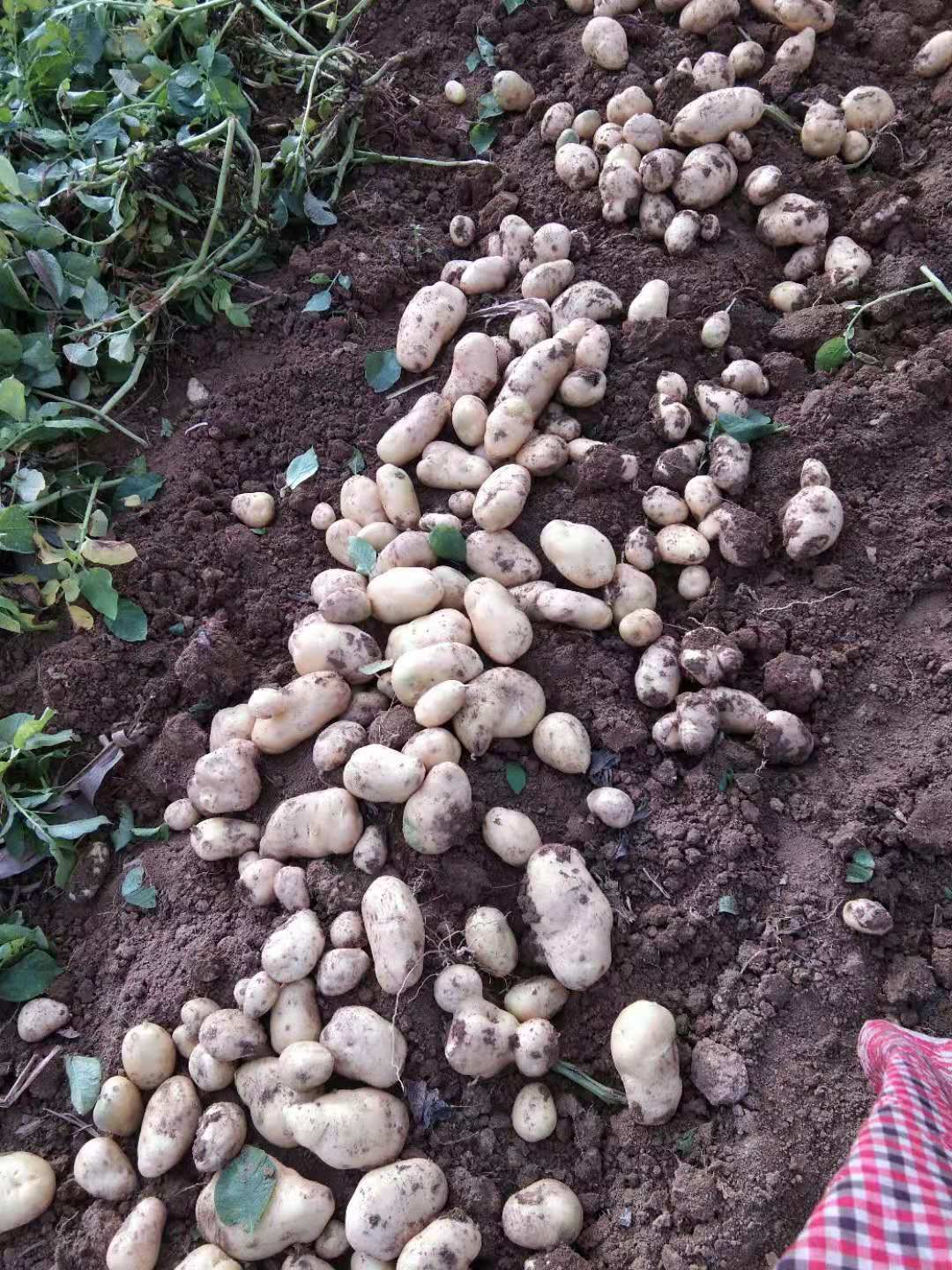 黄皮黄心土豆种子
适合秋冬季种植