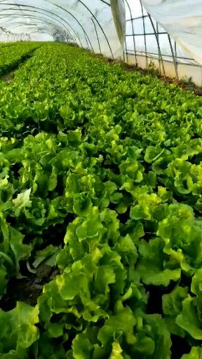  意大利优质生菜