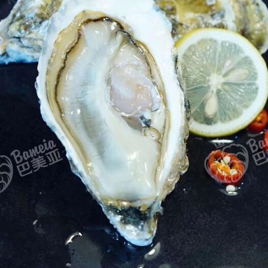 厦门三倍体生蚝 【巴美亚•赤美生蚝】中高端酒店/料理店供应