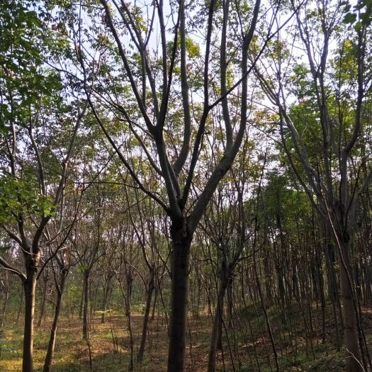 荆门黄山栾树