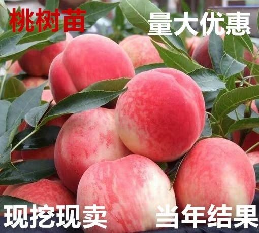 平邑县水蜜桃苗  果树苗 嫁接水蜜桃树苗 现挖现卖 南北方种植当年