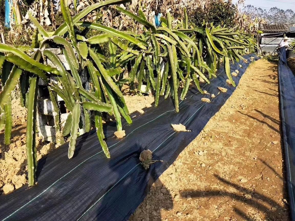  防草布地钉塑料地钉，农业大棚种植地钉