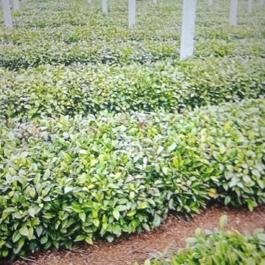 日照 日照绿茶