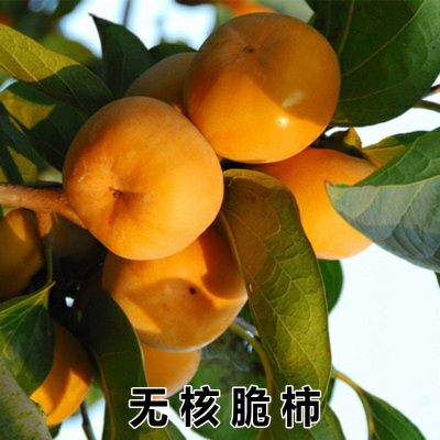 平邑县甜脆柿子苗 不暖脆甜柿子 成熟采摘即食 南方北方 种植 包品种 包结果