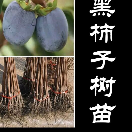 平邑县甜心柿苗 柿子树苗嫁接脆柿子苗黑柿子树苗四季盆栽地栽南北方种植当年结果