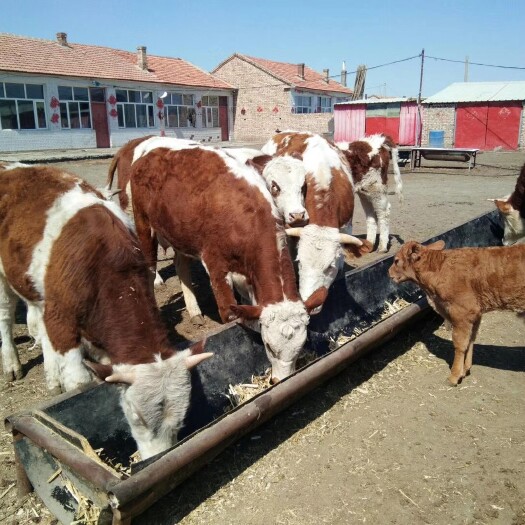 张北县肉牛 全国最大的牲畜贸易公司信誉第一共赢八方
