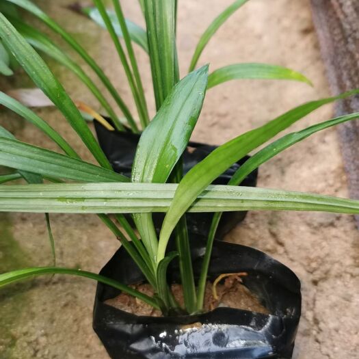 漳浦县 吉祥草