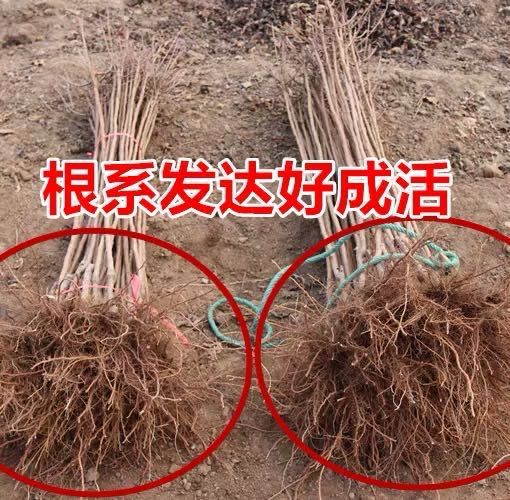  沙金红杏树苗  现挖现卖  保证成活  当年结果