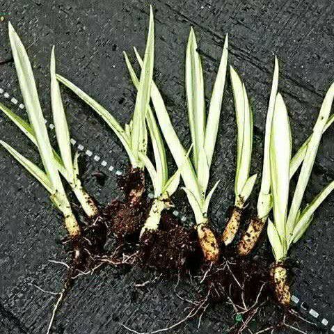 中山市904基地直销 黄纹万年麻苗 5-12cm高筛苗 种苗 小