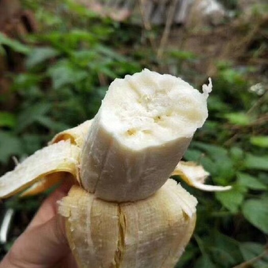 平乐县 🔮广西西贡小香米蕉比一般香蕉甜，不打任何催熟药物，自然成