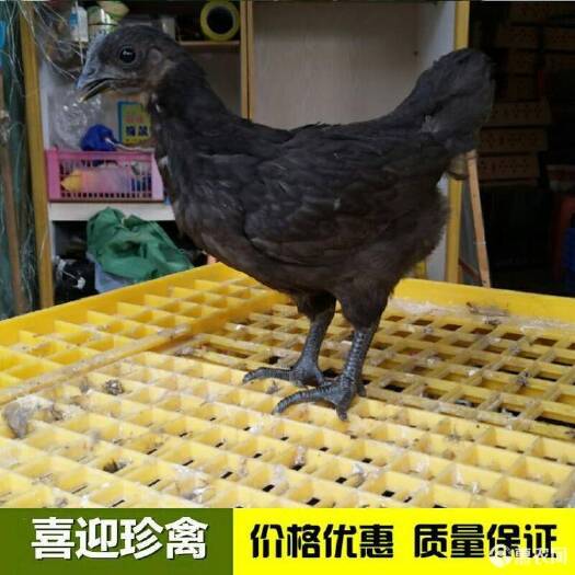 脱温五黑绿壳蛋鸡苗  脱温五黑鸡 脱温绿壳蛋鸡