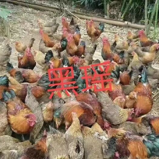 衡阳 黑瑶鸡苗 南阳瑶鸡苗 青脚土鸡公 血毛土鸡公