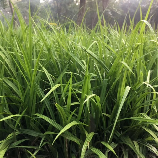 沭阳县吉祥草