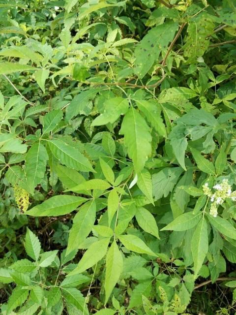 五华县荆叶茶 黄荆茶