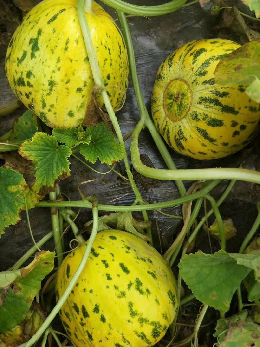  大量供應花蕾甜瓜 八里香香瓜