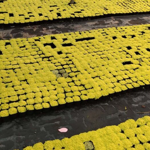  拼盤黃金草，六五方盆，盆盆爆滿，每盆一元，保證質(zhì)量
