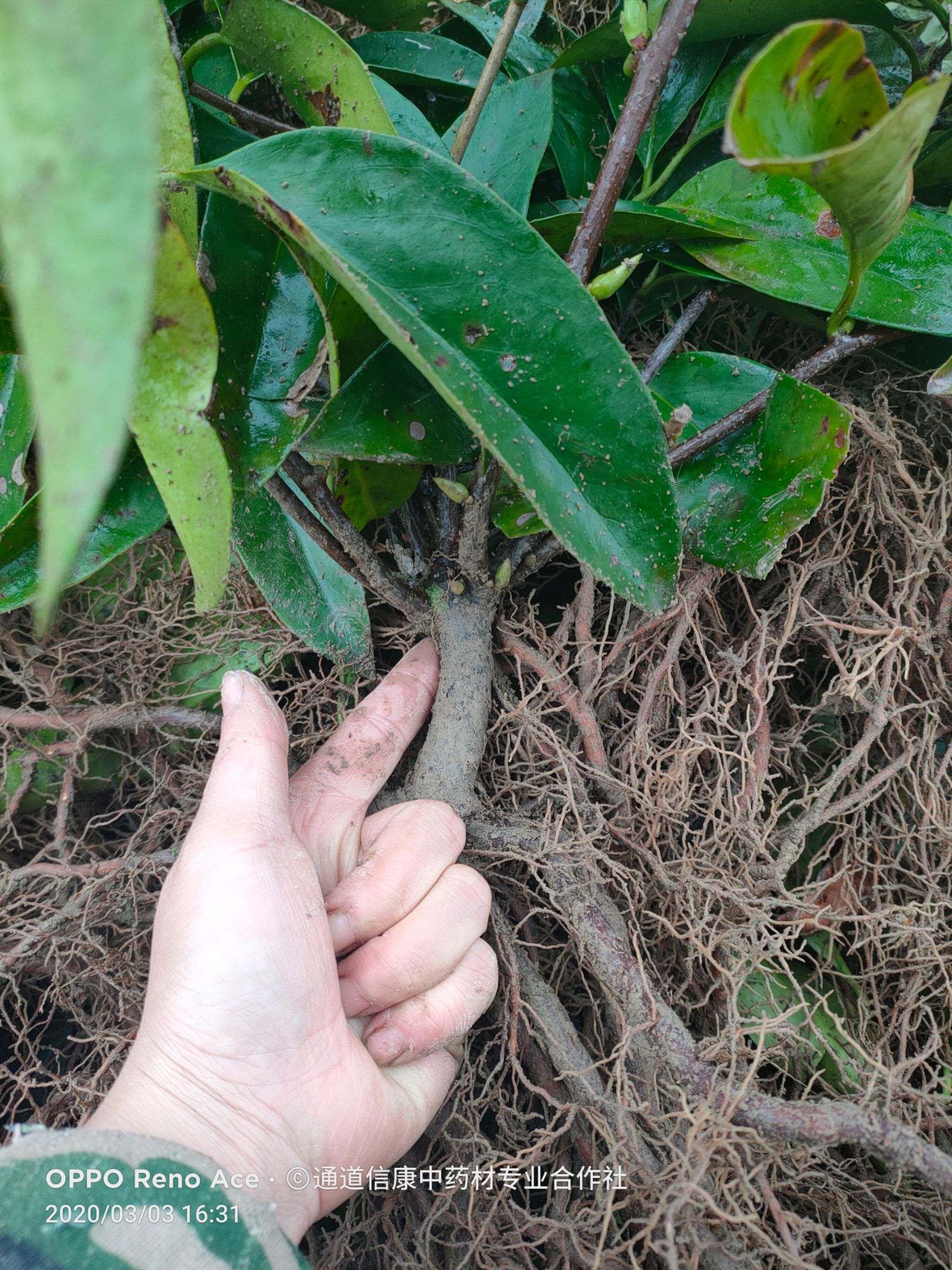 粉紅黑老虎苗  三年實(shí)生苗  定植第二年可掛果 提供一對(duì)一技術(shù)指導(dǎo)