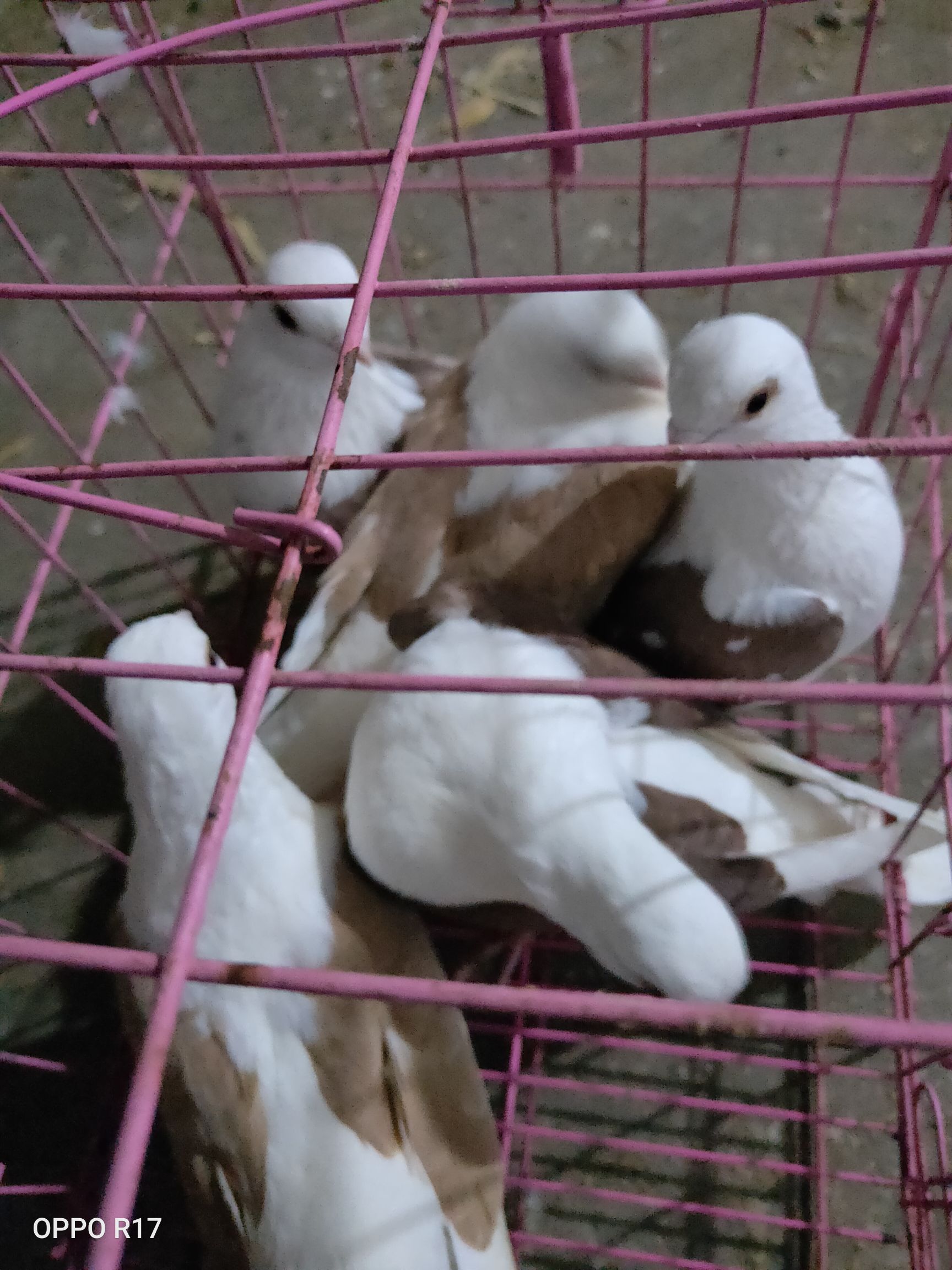 信鸽  观赏鸽。红绣。淑女。毛领。黄白天使。两头乌。凤尾。圆通快递发