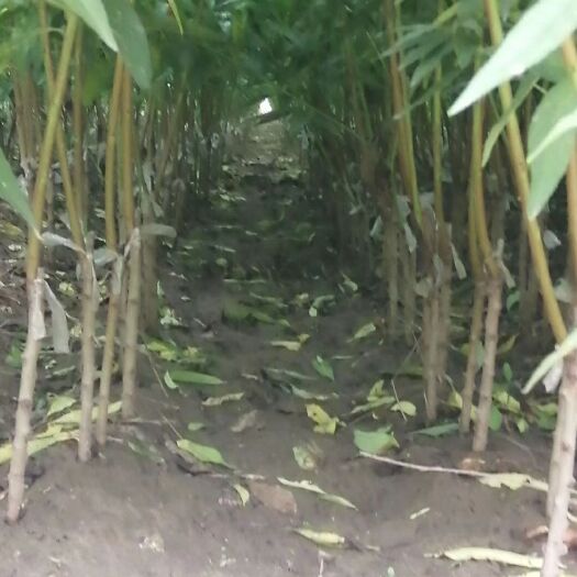 平邑县嫁接桃树苗 大红桃嫁接苗早熟南北方种植桃树当年结果