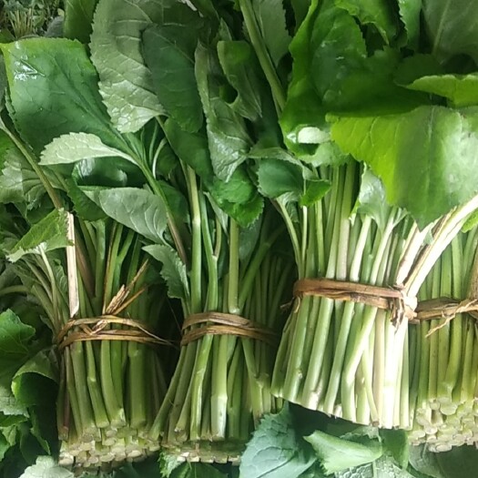 凤城市 农场直销山野菜