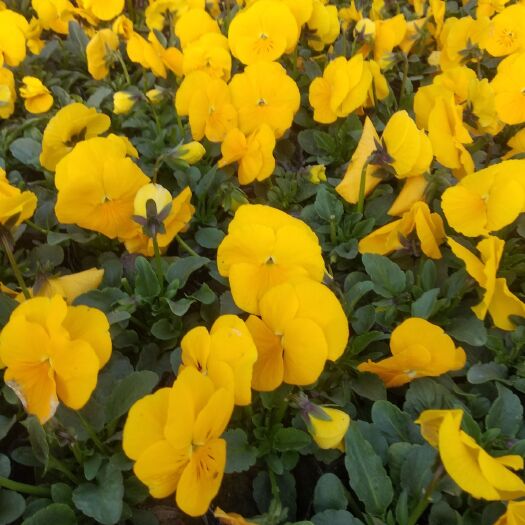 西安 三色堇  草花