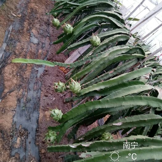 宾阳县大红火龙果苗