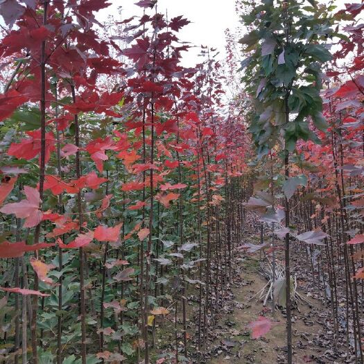 邳州市美国红枫红冠苗批发