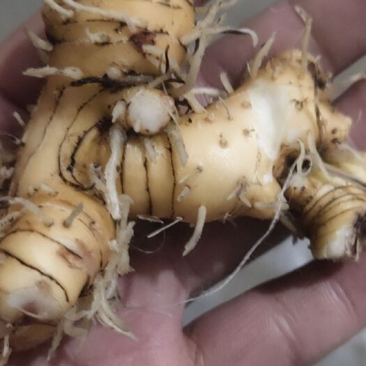 镇雄县黄精 倒苗黄金，量大，有需要的老板请联系