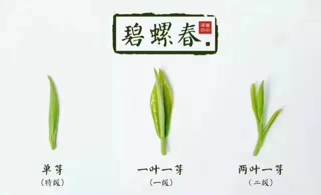 苏州碧螺春 苏州东山镇自家茶园