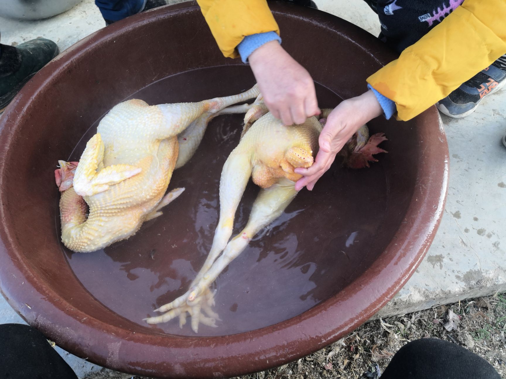  正宗散养鸡