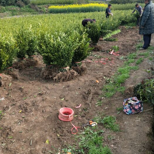 松滋市爱媛38号柑桔苗 早迟熟柑橘，纽荷尔脐橙，爱媛38果冻橙，九月红，伦晚脐橙。