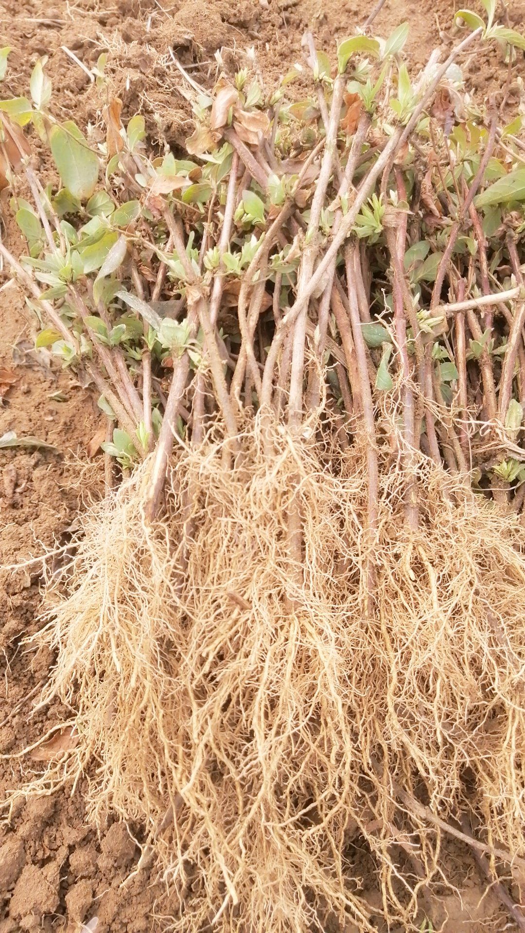 四季树形金银花苗，苝花一号金银花苗，