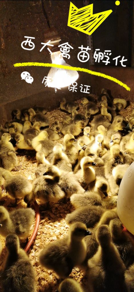 朗德鹅苗*马岗鹅，市场价值高，疫苗齐全