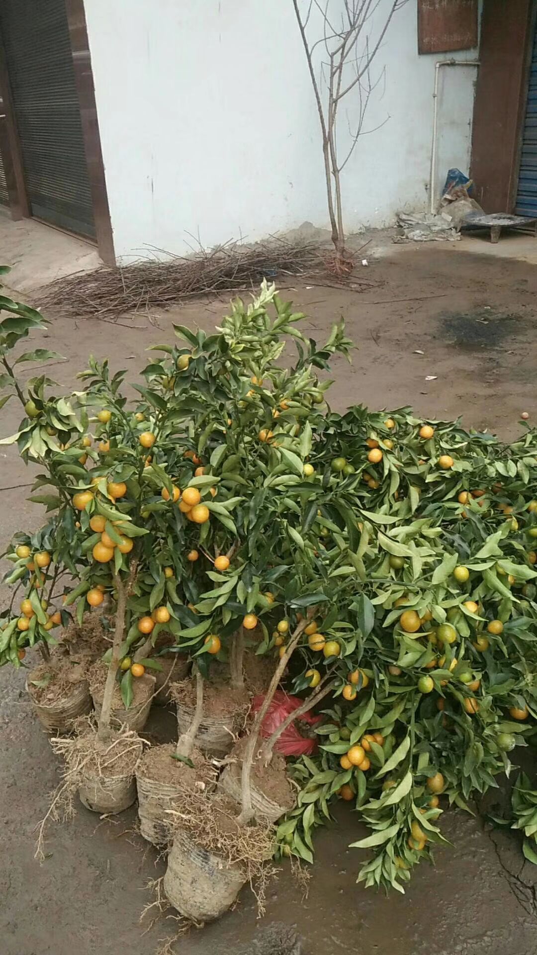 脆皮金桔苗  金桔苗嫁接苗50公分高带果发货包邮