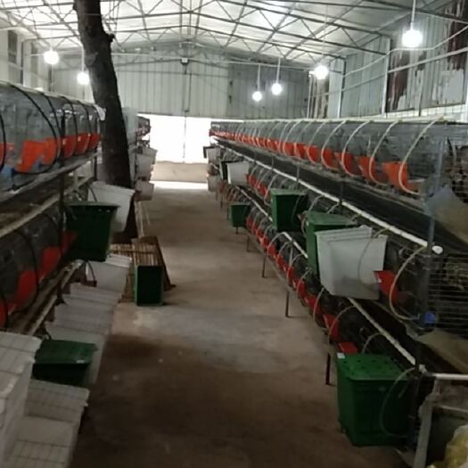 上栗县肉兔 长年供应成年兔，小兔