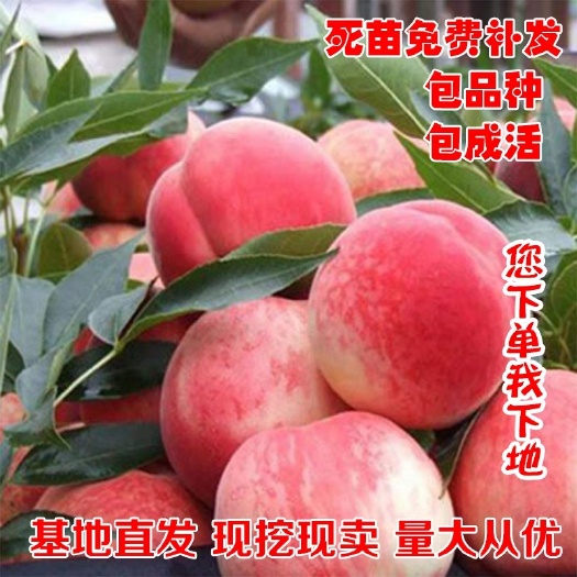 平邑县 超甜水蜜桃树苗正宗嫁接苗皮薄果肉香甜基地直销保证品种包成活